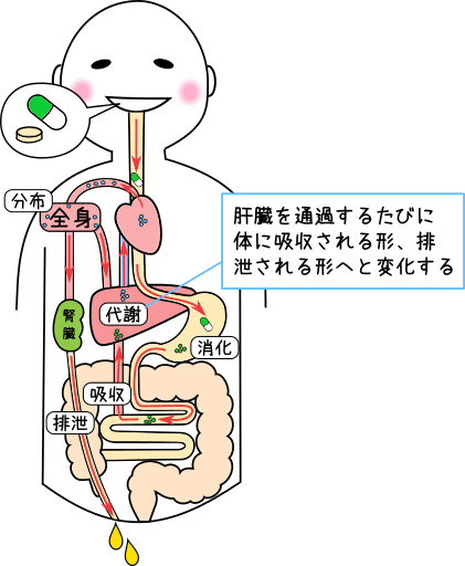 薬は体のなかでどのように働くのか？